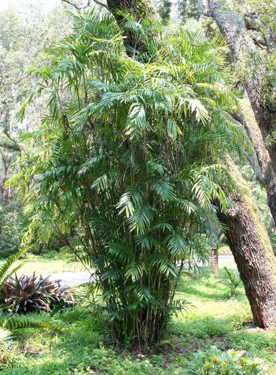 Bamboo palm